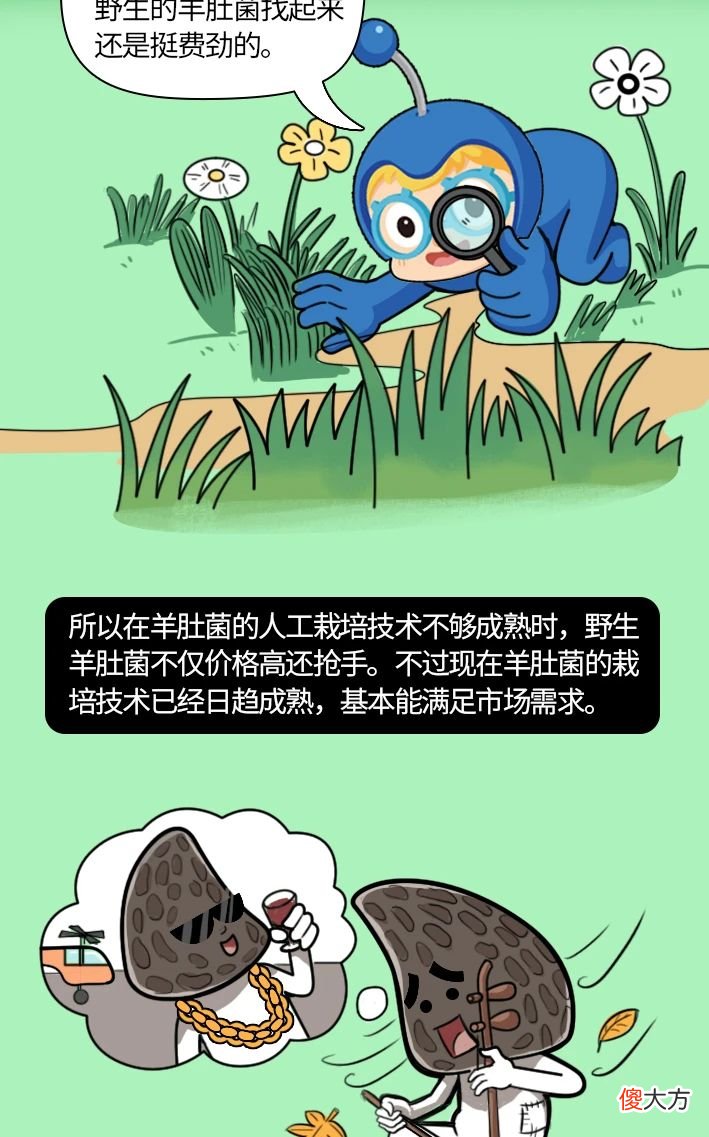 与松露齐名的羊肚菌 羊肚菌和松露哪个贵