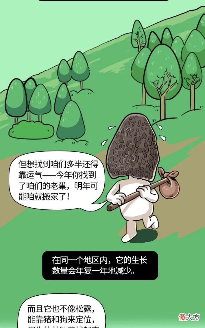 与松露齐名的羊肚菌 羊肚菌和松露哪个贵