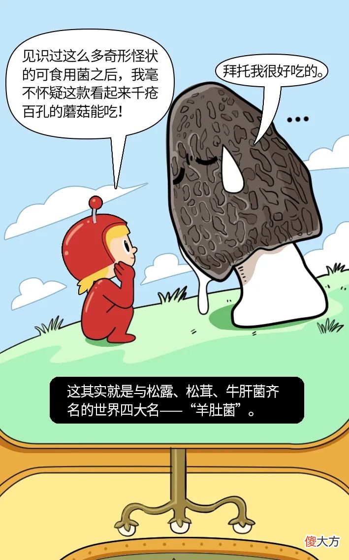 与松露齐名的羊肚菌 羊肚菌和松露哪个贵