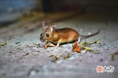 属鼠男一见钟情的表现(图文)