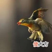 忠贞爱情的象征一相思鸟 象征着忠贞爱情的动物