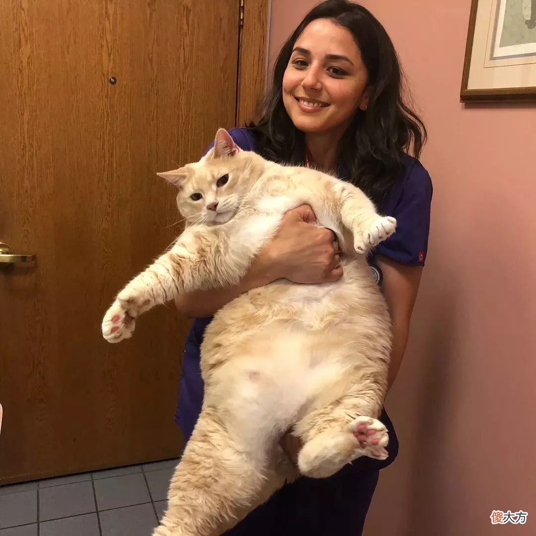 猫咪一天摄入多少热量才合理 猫咪一天需要多少热量