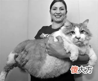 猫咪一天摄入多少热量才合理 猫咪一天需要多少热量