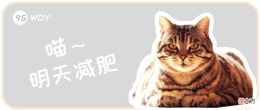 猫咪一天摄入多少热量才合理 猫咪一天需要多少热量