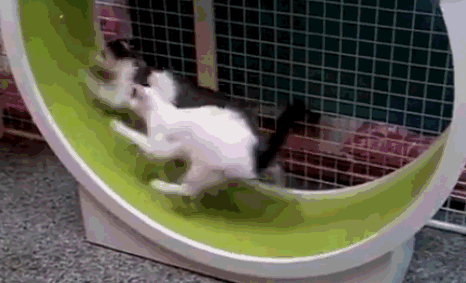 猫咪一天摄入多少热量才合理 猫咪一天需要多少热量