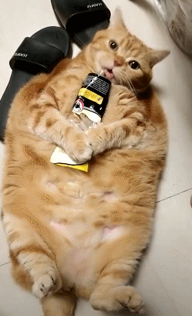 猫咪一天摄入多少热量才合理 猫咪一天需要多少热量