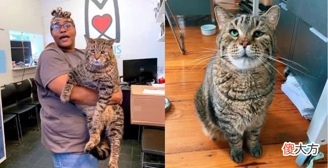猫咪一天摄入多少热量才合理 猫咪一天需要多少热量