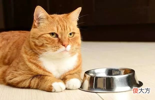 猫咪一天摄入多少热量才合理 猫咪一天需要多少热量