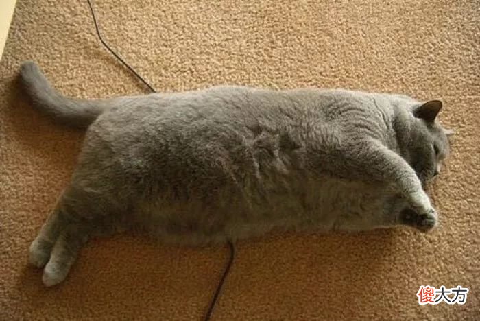 猫咪一天摄入多少热量才合理 猫咪一天需要多少热量