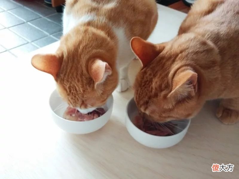 猫咪一天摄入多少热量才合理 猫咪一天需要多少热量