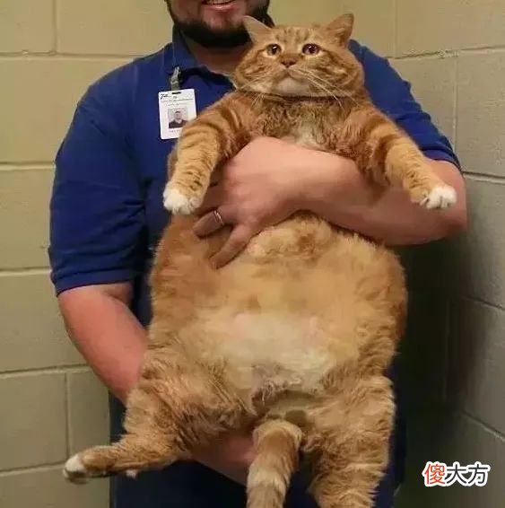 猫咪一天摄入多少热量才合理 猫咪一天需要多少热量