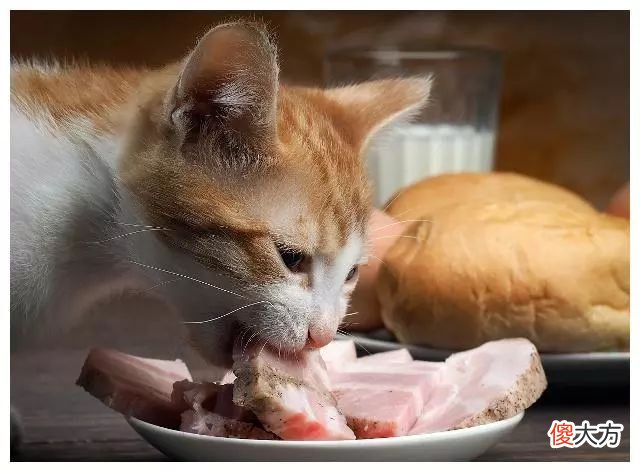 猫咪一天摄入多少热量才合理 猫咪一天需要多少热量