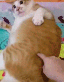 猫咪一天摄入多少热量才合理 猫咪一天需要多少热量