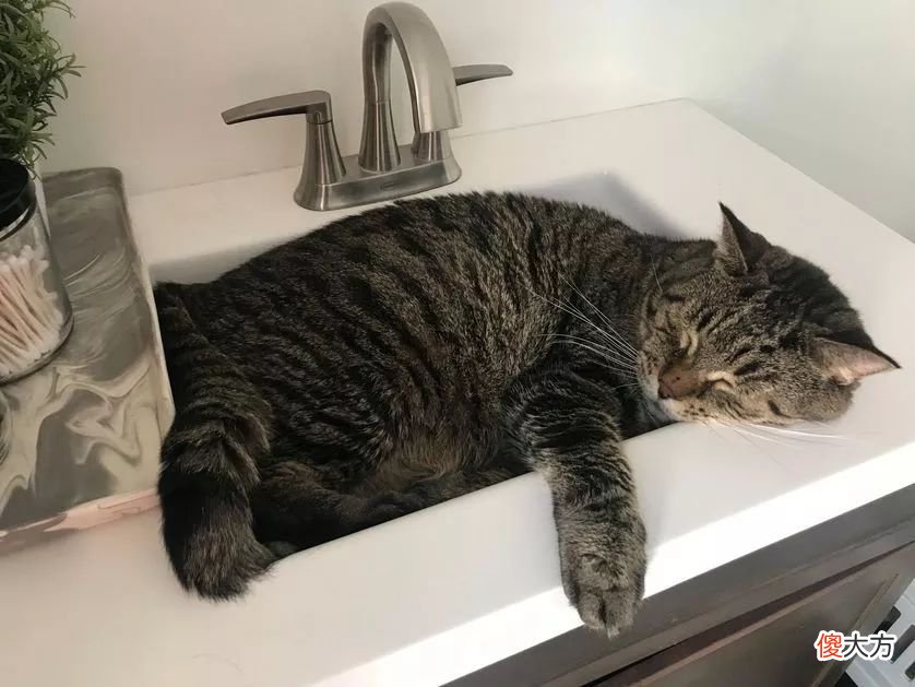 猫咪一天摄入多少热量才合理 猫咪一天需要多少热量