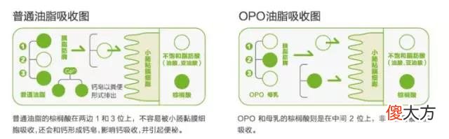 OPO"的配方奶粉长什么样 配方奶粉里面的opo是什么