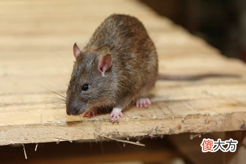 大家不想生鼠宝宝的原因(图文)