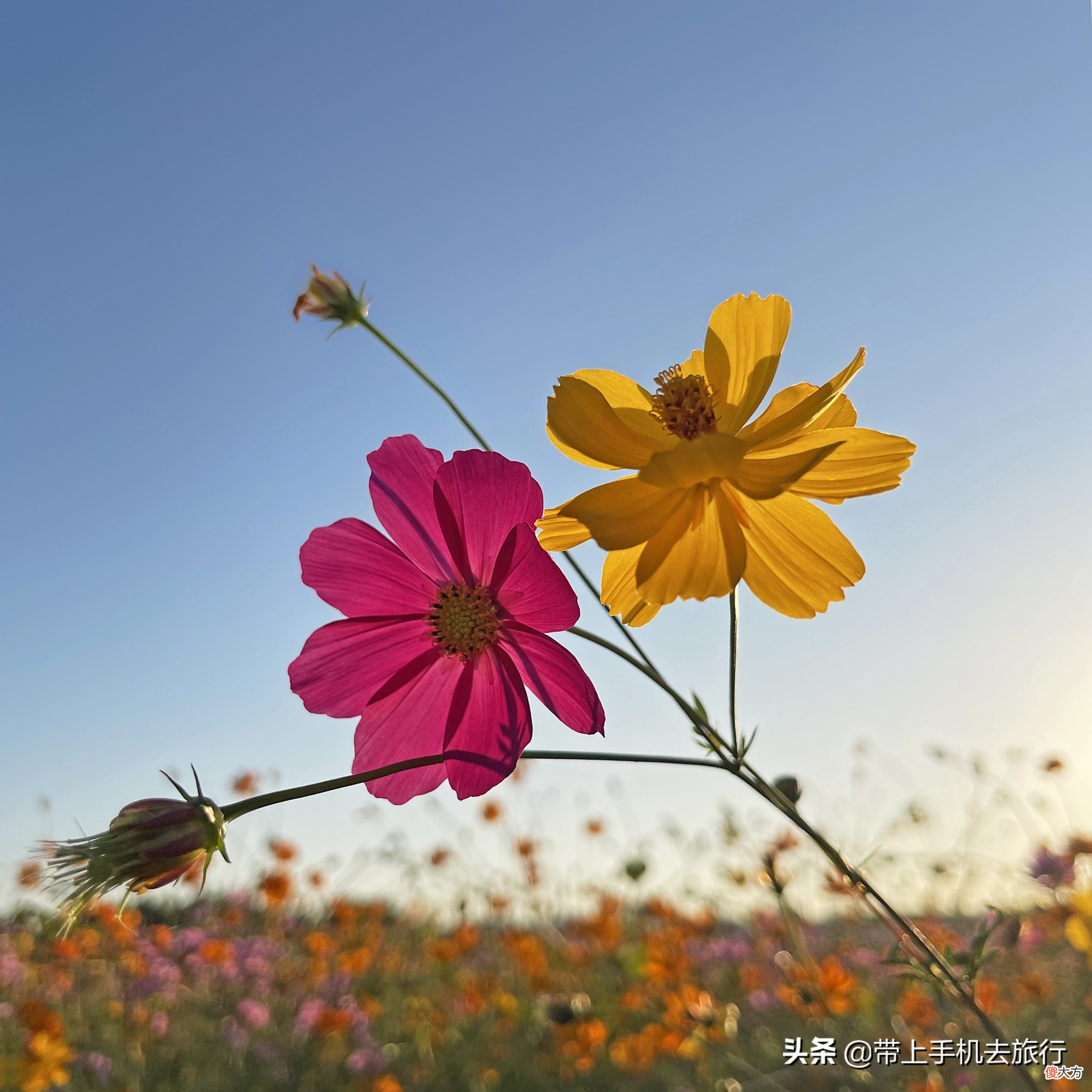 格桑花大片拍摄秘诀尽在俯与仰 如何拍摄格桑花