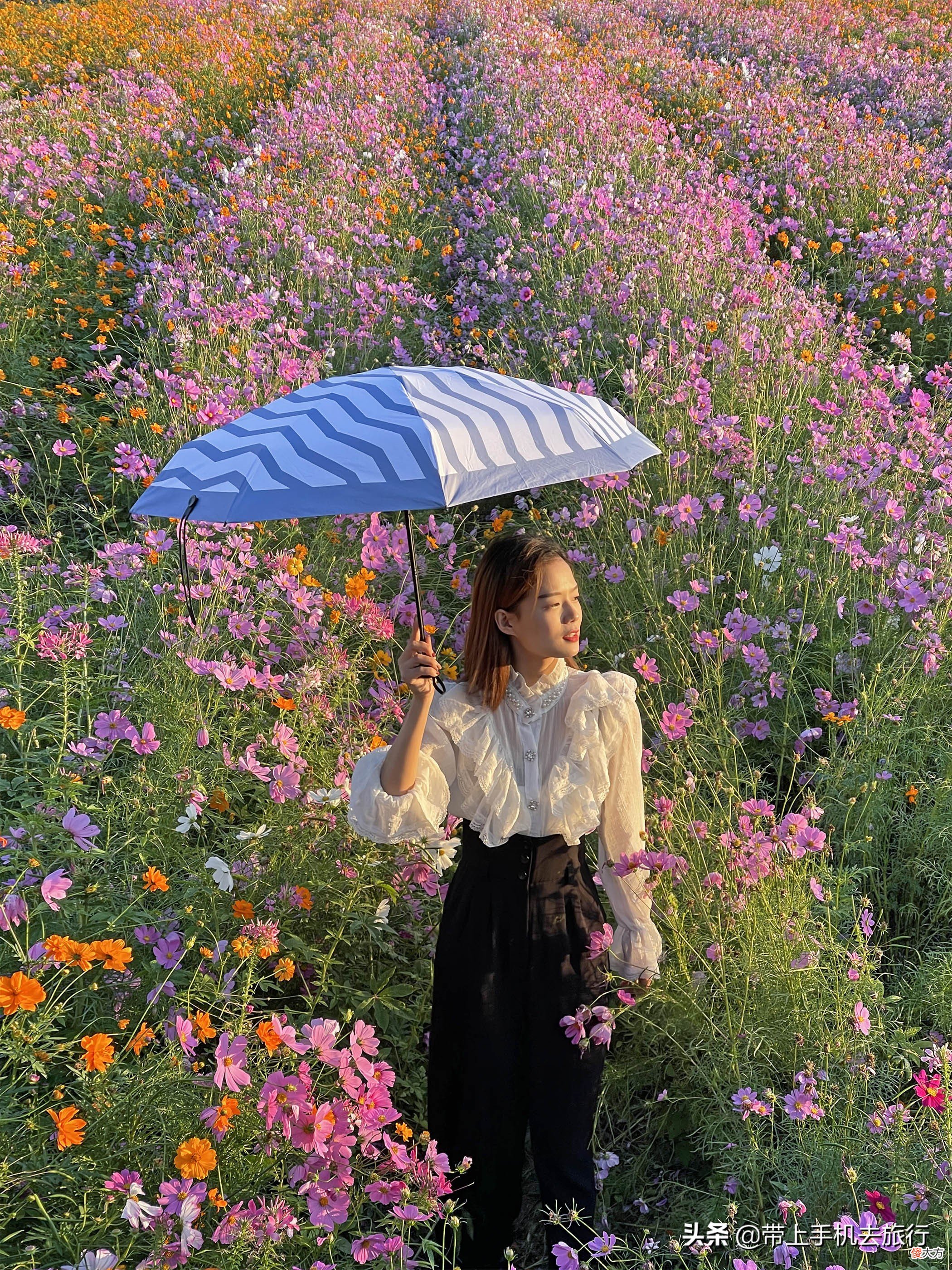 格桑花大片拍摄秘诀尽在俯与仰 如何拍摄格桑花