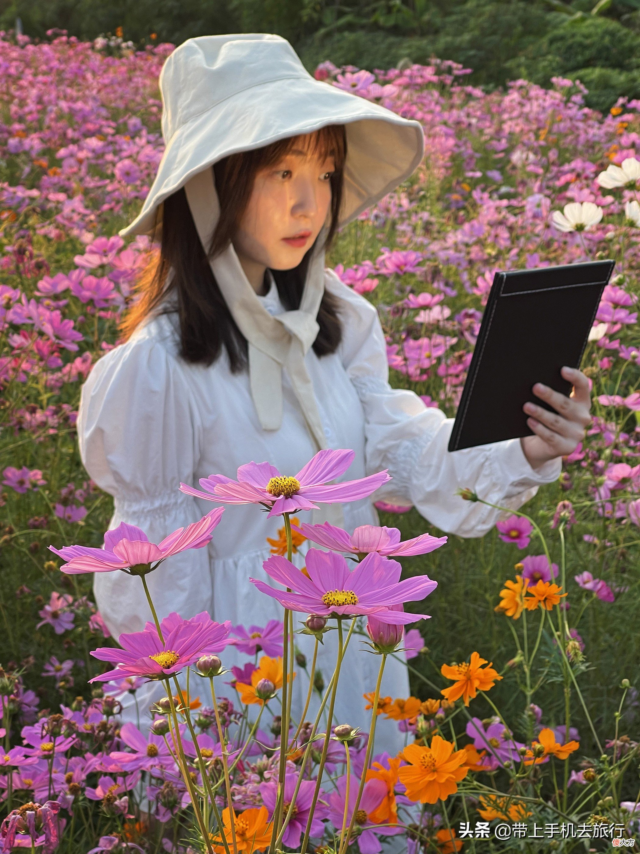 格桑花大片拍摄秘诀尽在俯与仰 如何拍摄格桑花