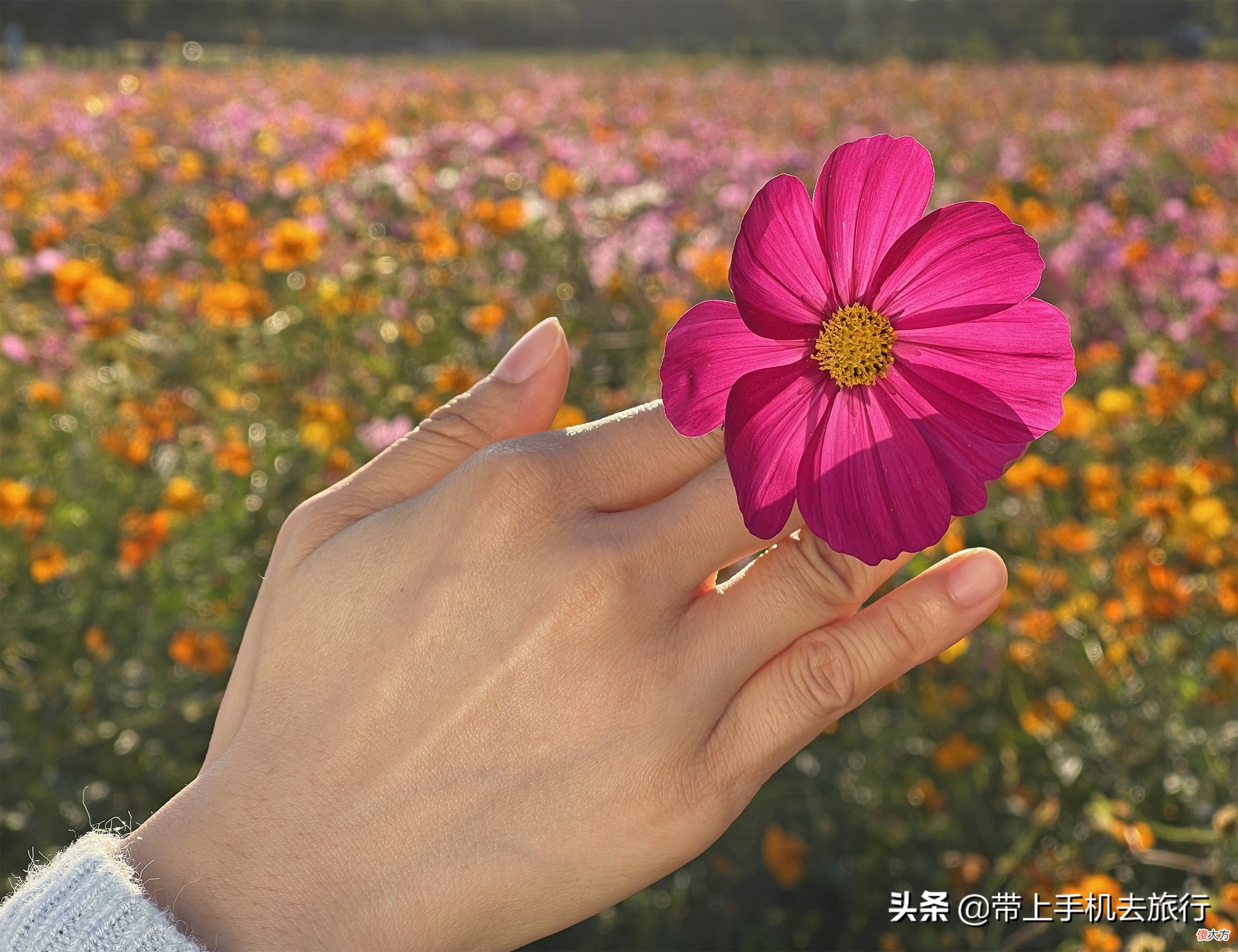 格桑花大片拍摄秘诀尽在俯与仰 如何拍摄格桑花