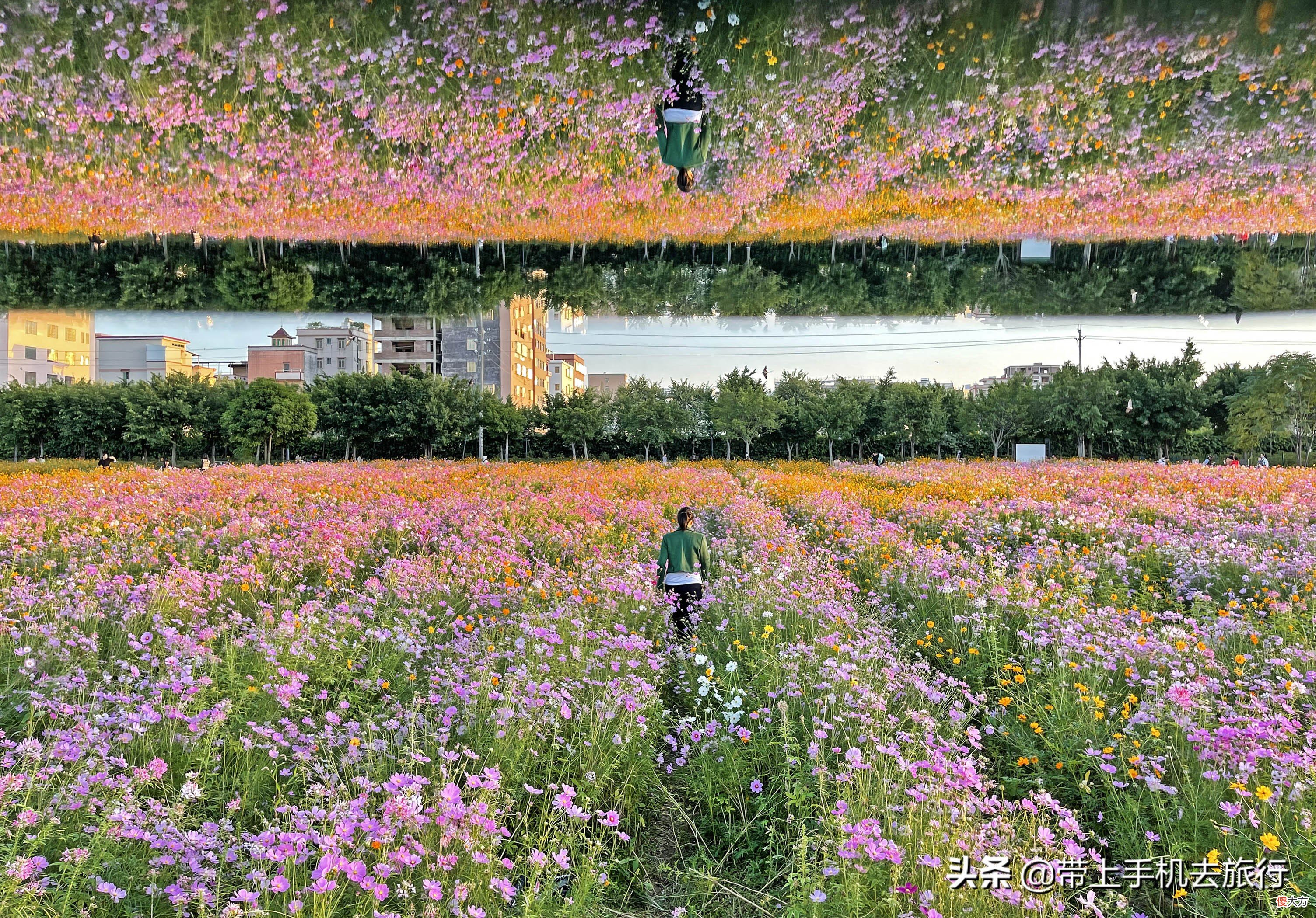 格桑花大片拍摄秘诀尽在俯与仰 如何拍摄格桑花