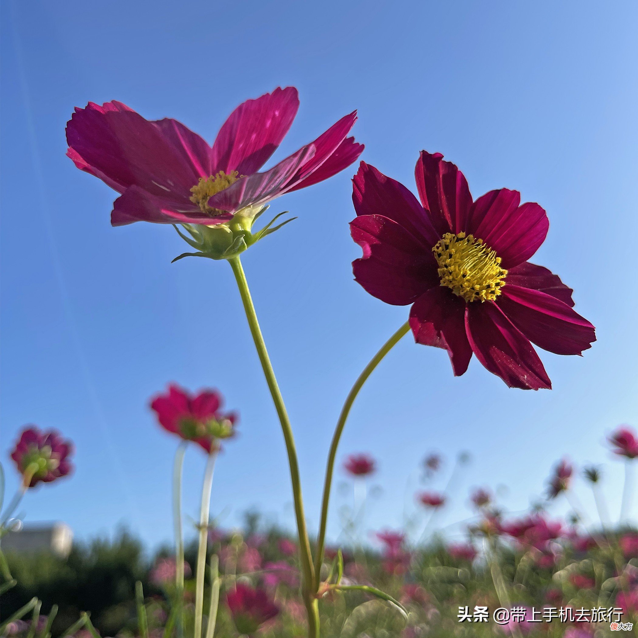 格桑花大片拍摄秘诀尽在俯与仰 如何拍摄格桑花
