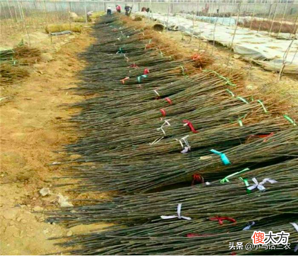 浅谈梨树生长特点和定植技术 梨树的种植技术