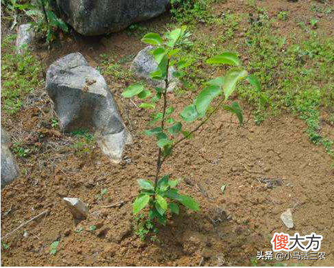 浅谈梨树生长特点和定植技术 梨树的种植技术
