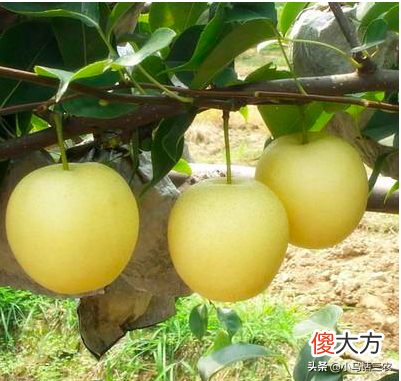 浅谈梨树生长特点和定植技术 梨树的种植技术
