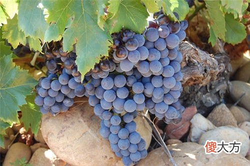 葡萄酒酒标上的数字代表什么意思 cru红酒