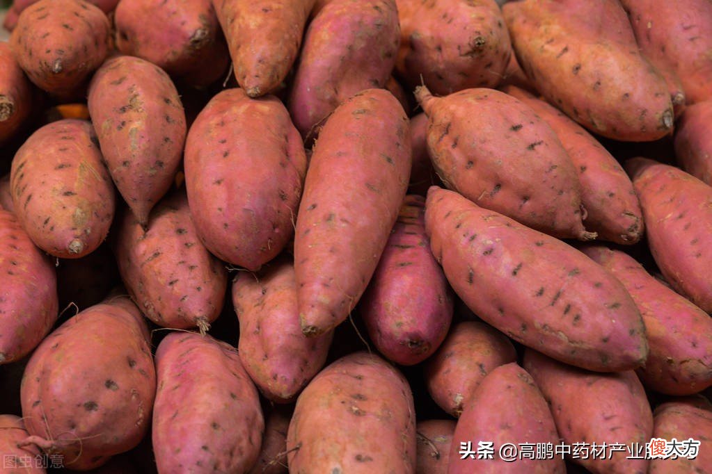种植红薯前景好 种植红薯的前景怎样?
