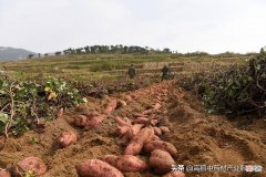 种植红薯前景好 种植红薯的前景怎样?