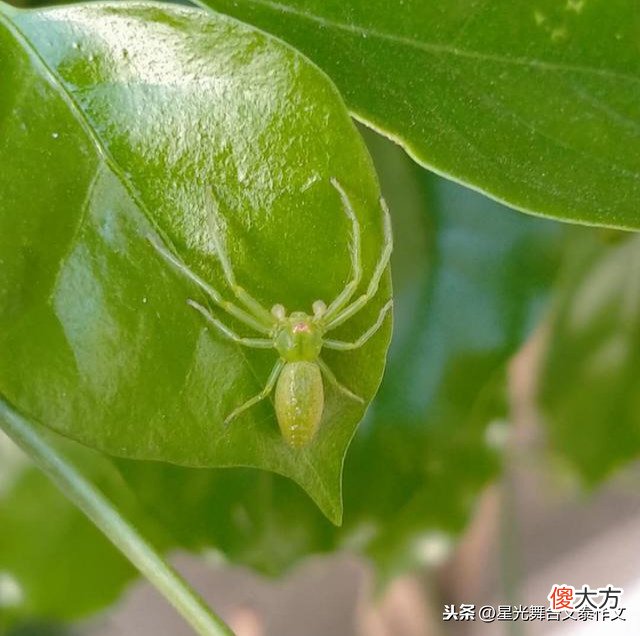 一只守株待兔的绿色蜘蛛。一次儿子给我上的课《文泰作文选》之6
