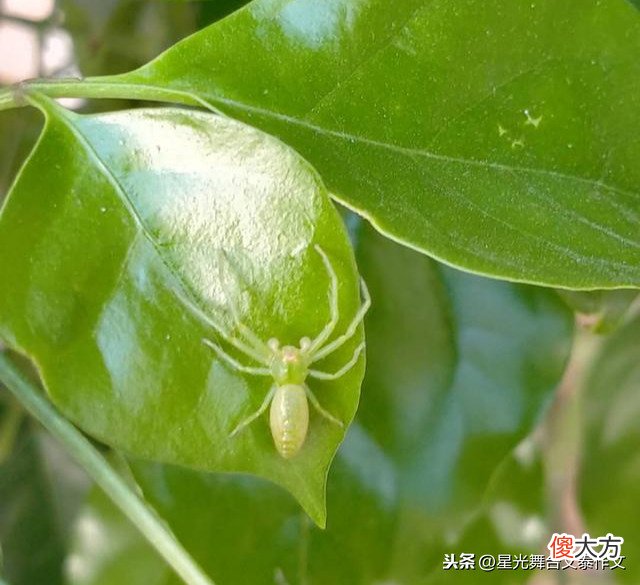 一只守株待兔的绿色蜘蛛。一次儿子给我上的课《文泰作文选》之6