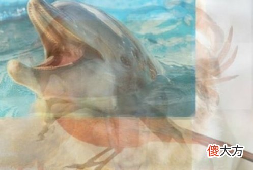 一张图片多个意思 一图多意思图片