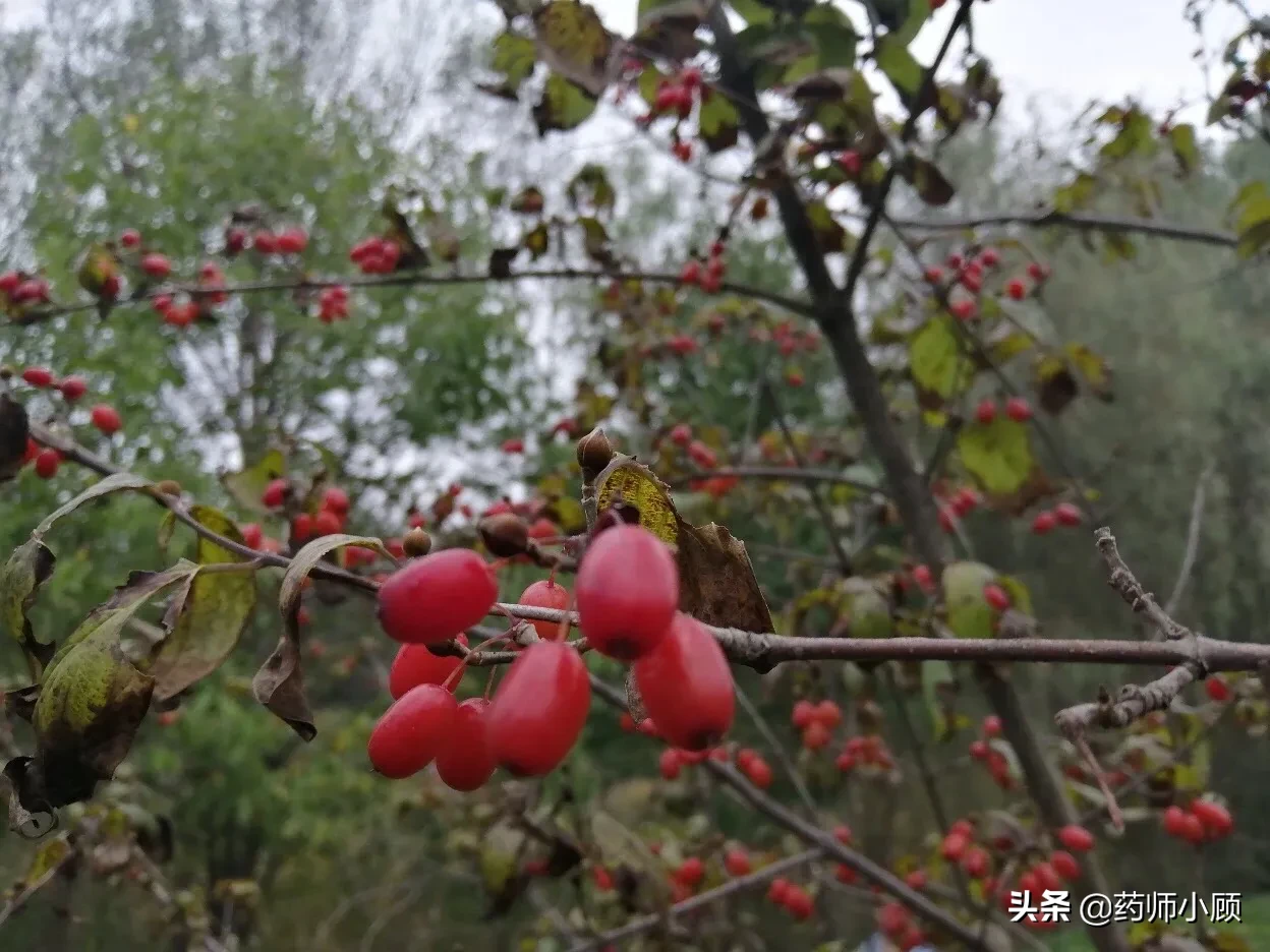 重阳节的茱萸 重阳节的山茱萸，神奇之处你知道吗？
