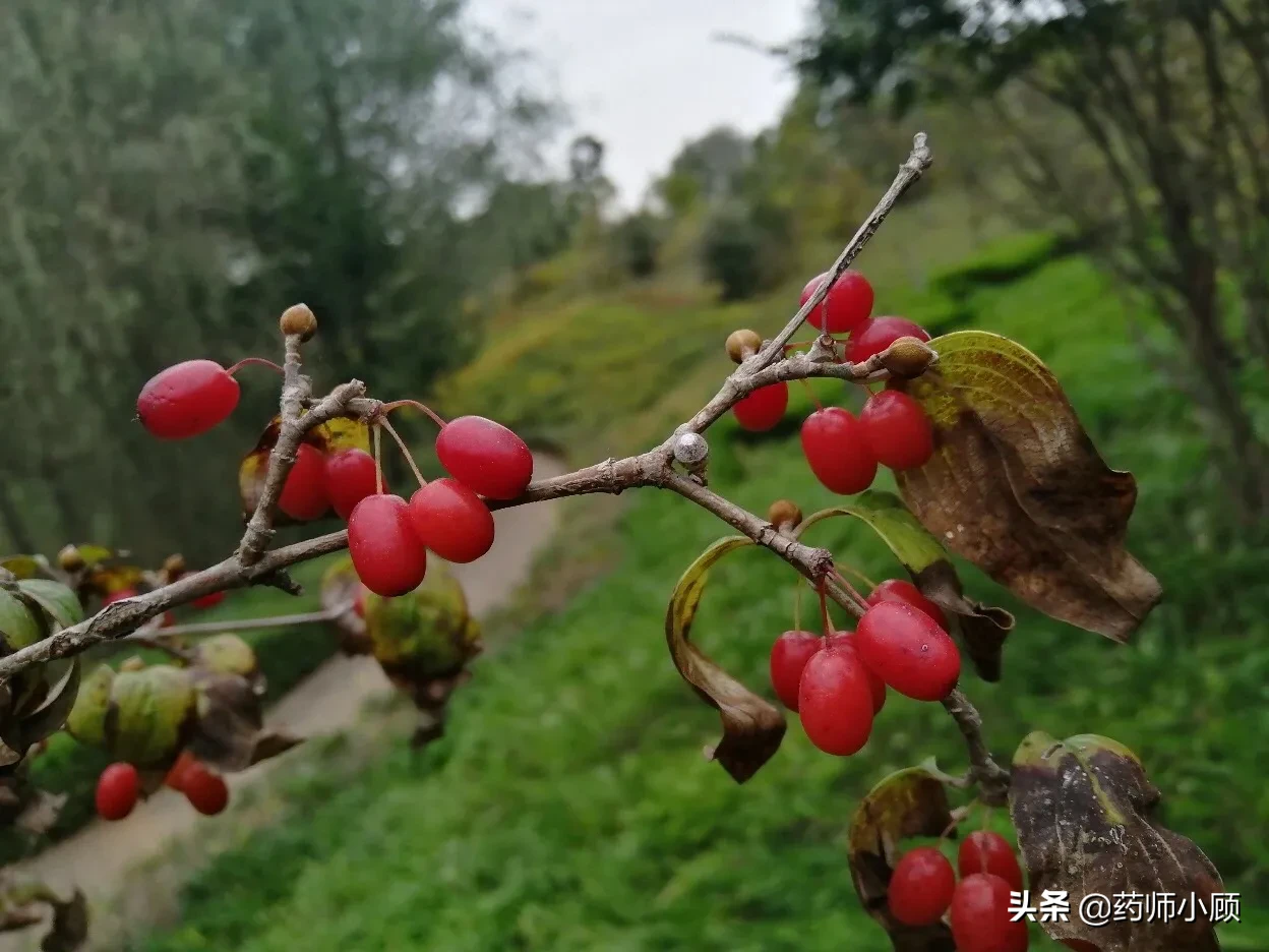 重阳节的茱萸 重阳节的山茱萸，神奇之处你知道吗？
