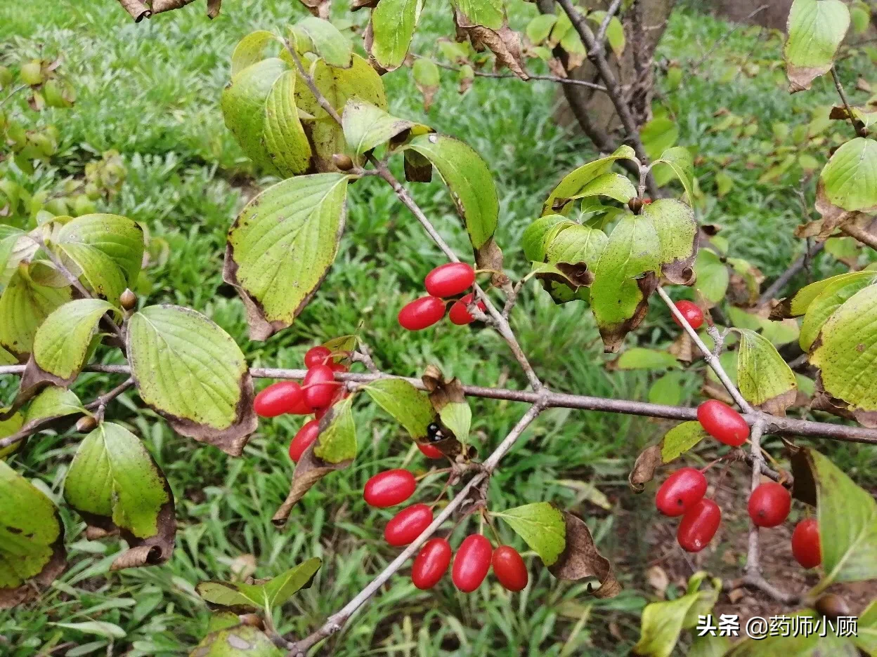 重阳节的茱萸 重阳节的山茱萸，神奇之处你知道吗？