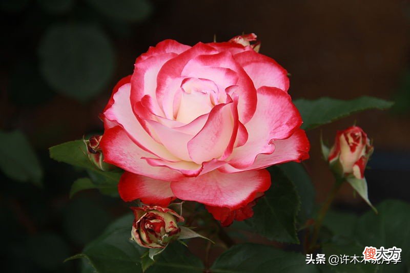 拥有两种颜色的复色月季品种推荐,今天有花友让木木来给推荐一个双色的月季品种