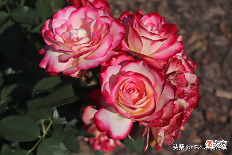 拥有两种颜色的复色月季品种推荐,今天有花友让木木来给推荐一个双色的月季品种