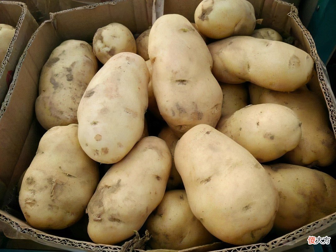 为什么土豆囤进冰箱反而不发芽 为什么土豆放冰箱还会发芽