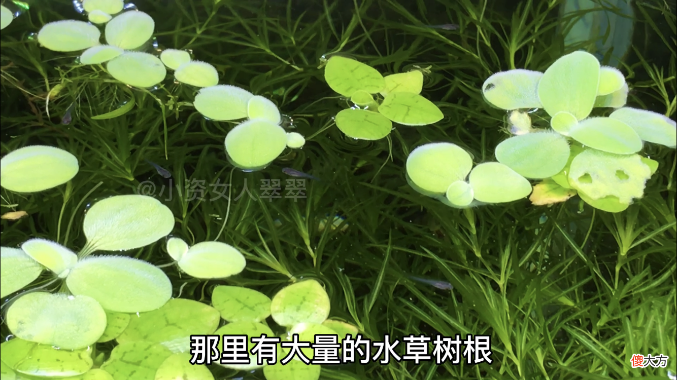 不会判断母鱼下崽儿的时间 怎样判断鱼什么时候下崽
