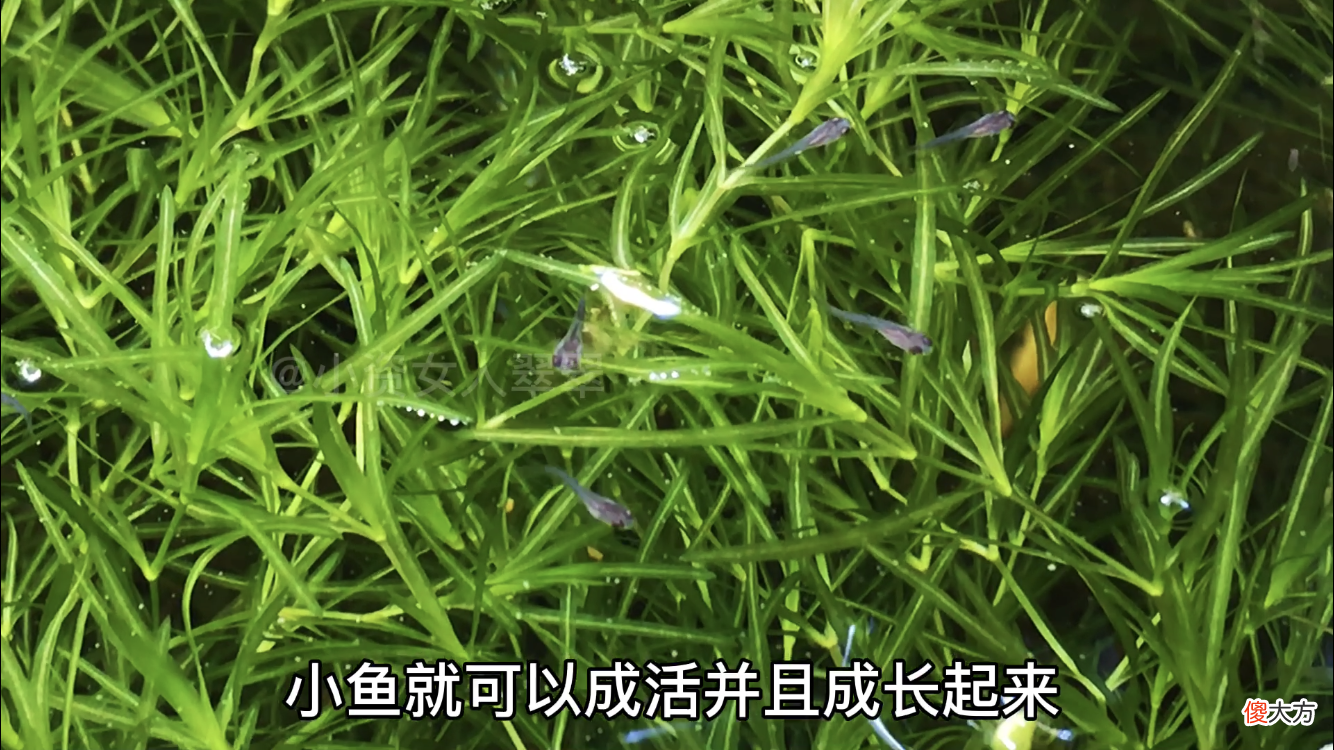 不会判断母鱼下崽儿的时间 怎样判断鱼什么时候下崽