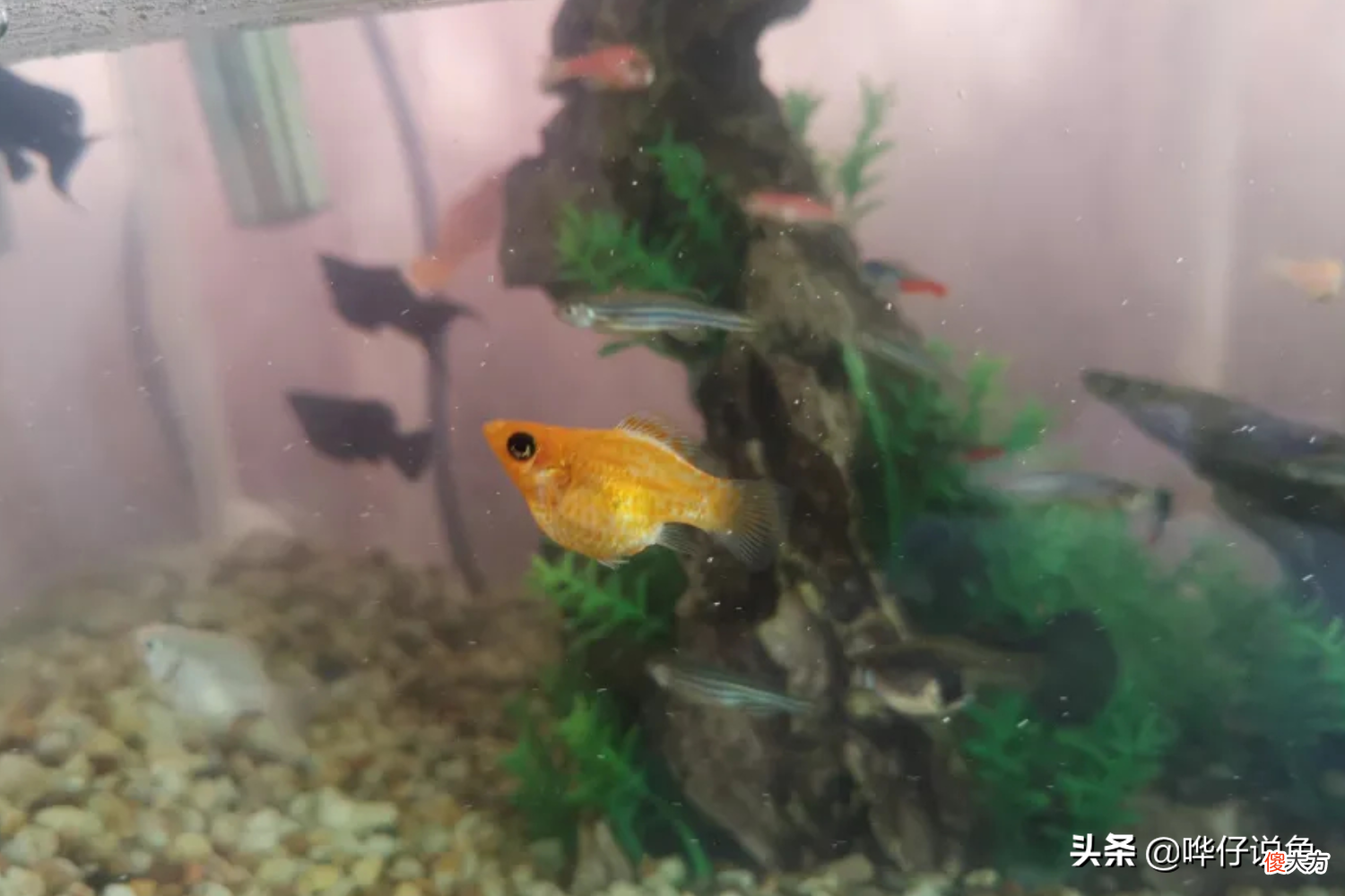 老古董的玛丽鱼如何玩出新花样 花玛丽鱼是怎么搞出来的
