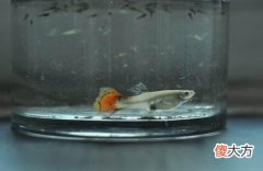 在很多观赏鱼生小鱼或者产卵繁殖中 观赏鱼是产卵还是生小鱼