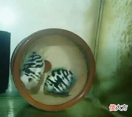在很多观赏鱼生小鱼或者产卵繁殖中 观赏鱼是产卵还是生小鱼