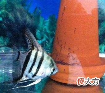 在很多观赏鱼生小鱼或者产卵繁殖中 观赏鱼是产卵还是生小鱼