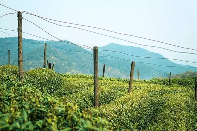 一杯雅到极致的茶 一杯风雅茶叶