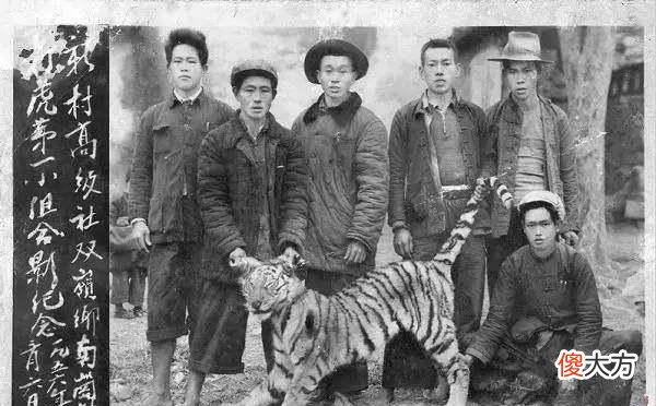 【爱历史】湖南人民打虎记，打虎队用机枪扫射后，“百虎围村”三天三夜