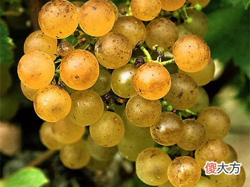 卡诺城堡干红葡萄酒 希格玛庄园干红葡萄酒